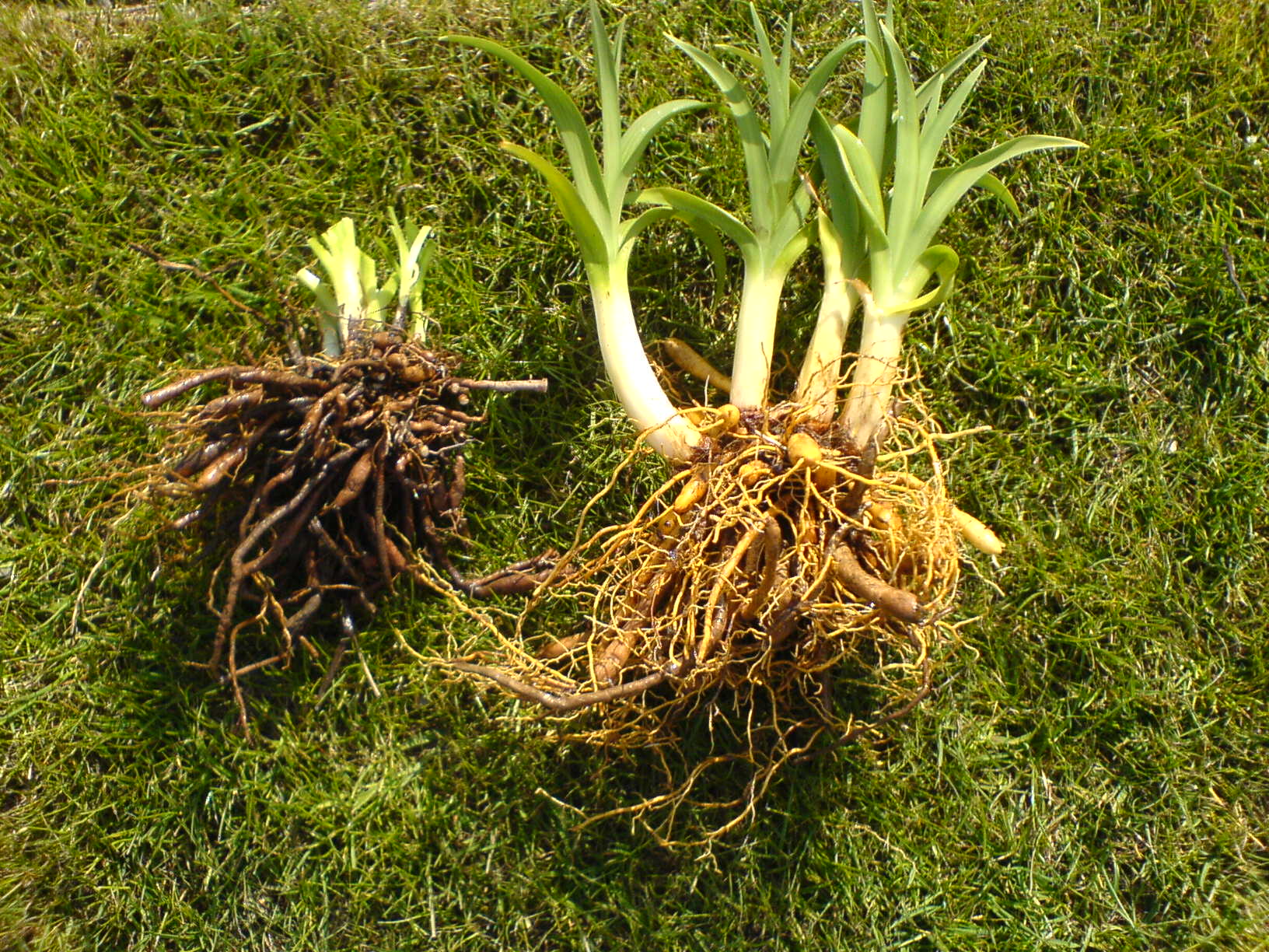 Daylilies Daylily 5 Roots Perennial Flower Herb Rhizome Rebloom Untreated Healty 